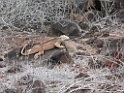 Land Iguana